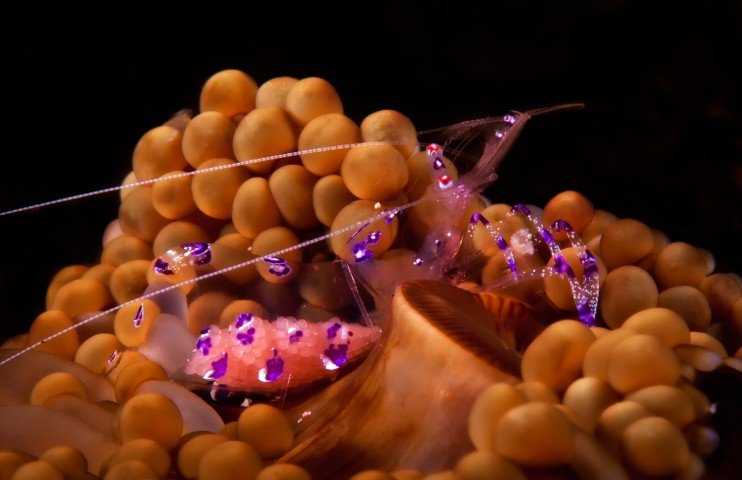 El Galleon Dive Resort - 2