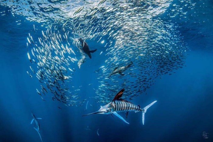 Boende & dykning - La Paz - 6