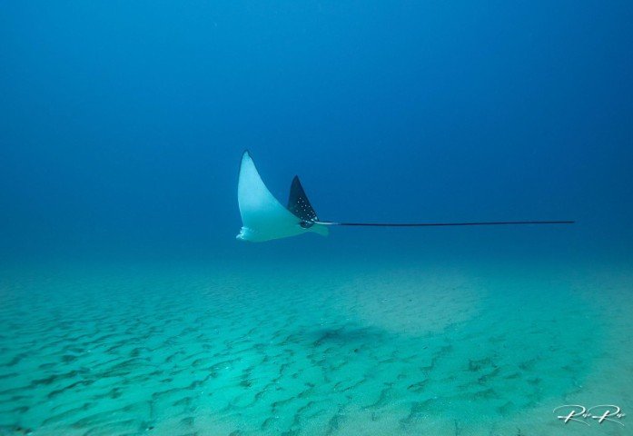 Aliwal Shoal - Sydafrika