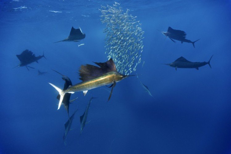 Boende & dykning - Playa Del Carmen - 5