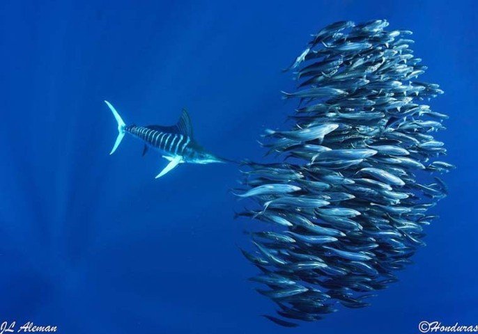 Boende & dykning - La Paz - 1