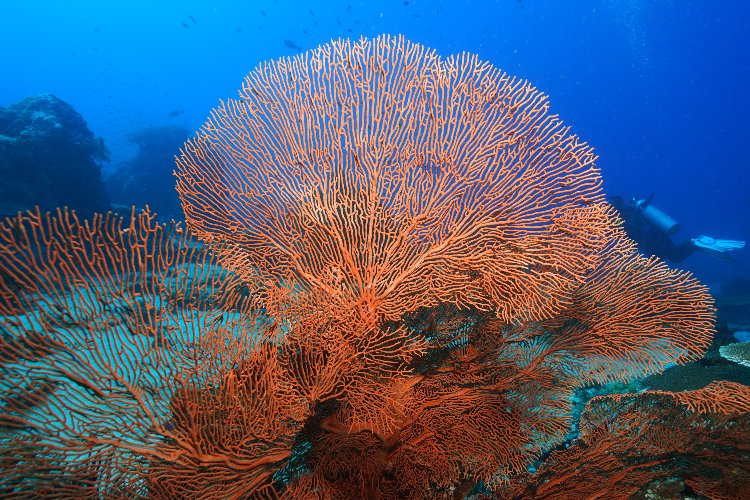 Bitong-Wetfrog Dive & Accomodation - 11