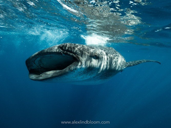 Boende & dykning - Playa Del Carmen - 6