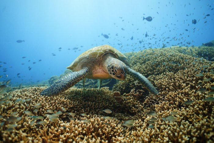 Bitong-Wetfrog Dive & Accomodation - 9