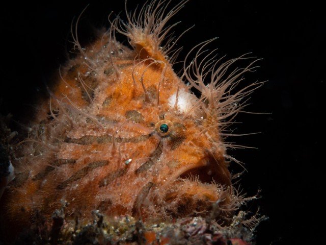 Lembeh Resort - Norra Sulawesi - 15