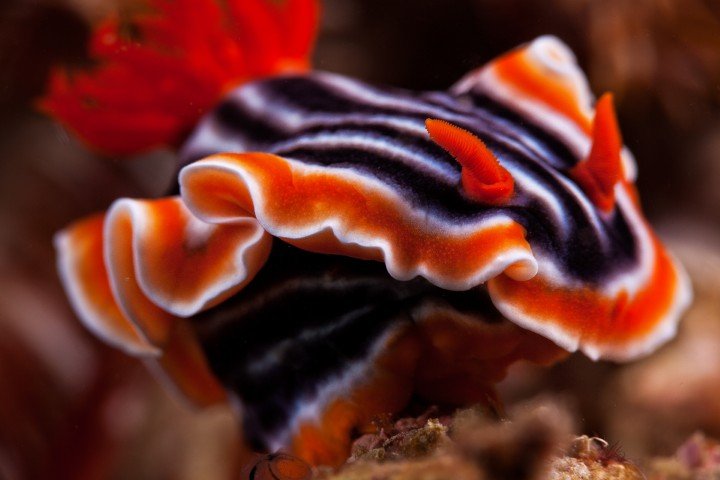 El Galleon Dive Resort - 10