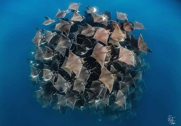 Boende & dykning - La Paz - 2