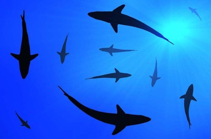 Palau - Boende & dykning - 3