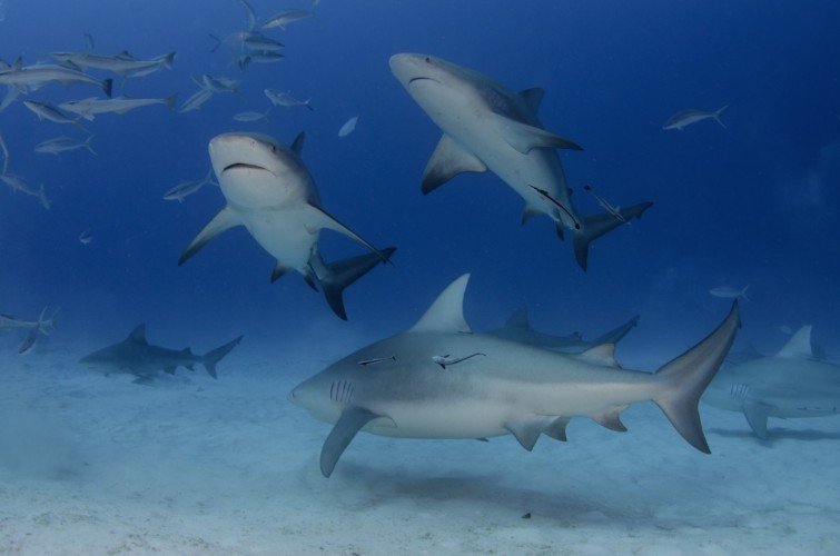 Boende & dykning - Playa Del Carmen - 2