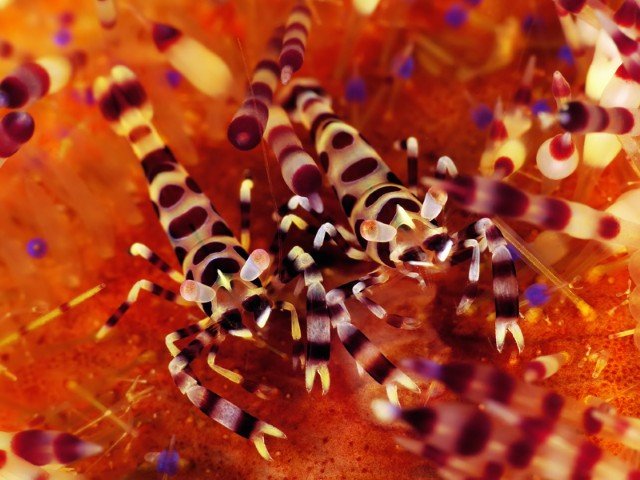 Buceo Anilao Beach & Dive Resort - 6