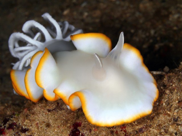 Buceo Anilao Beach & Dive Resort - 7