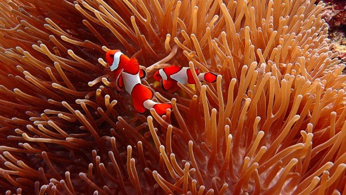 Bitong-Wetfrog Dive & Accomodation - 10