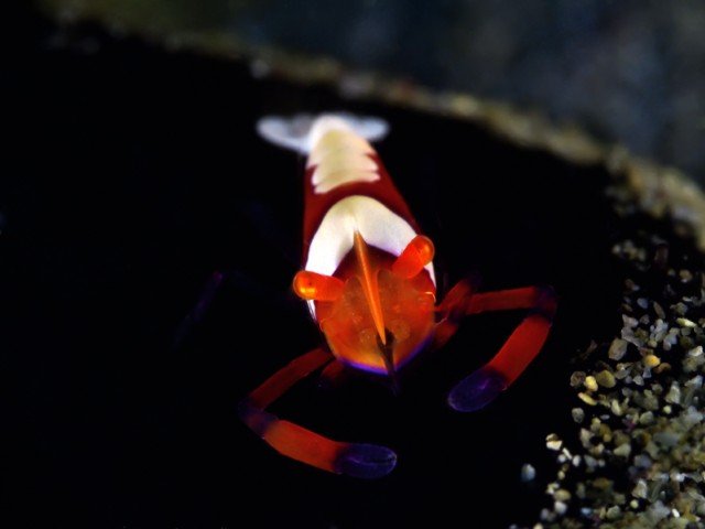 Buceo Anilao Beach & Dive Resort - 8