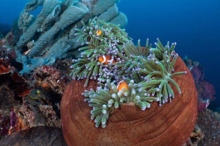 Lembeh Resort - Norra Sulawesi - 16