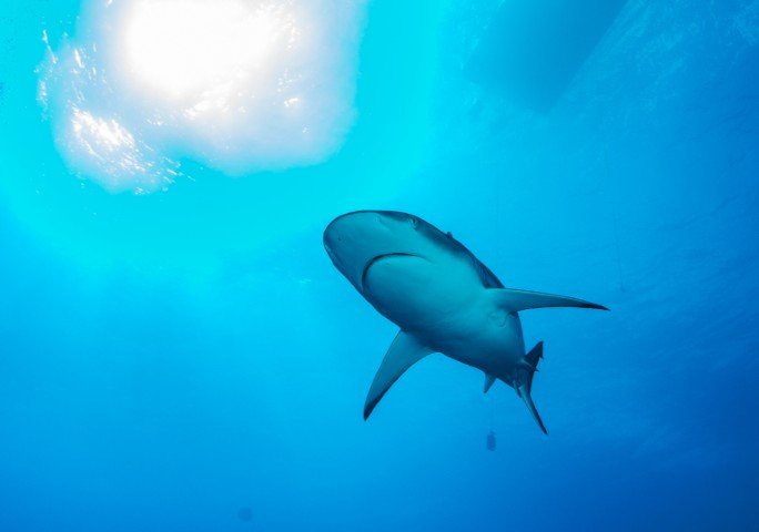 Truk Lagoon - Blue Lagoon Resort - 6