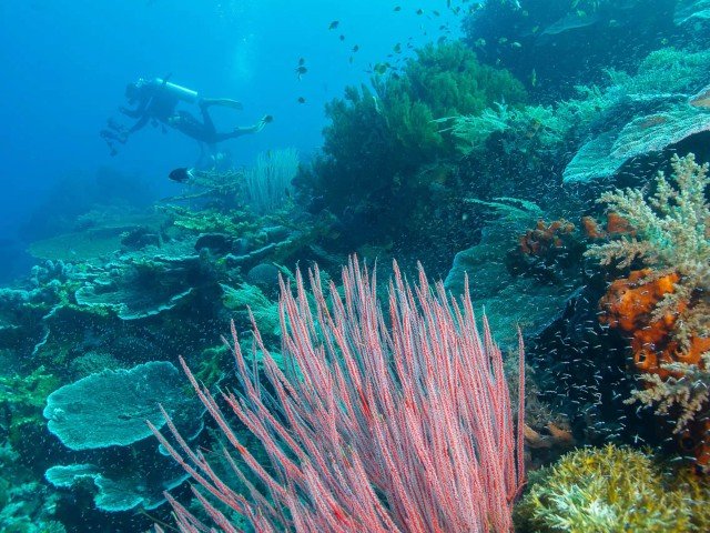 Boende & dykning - Halmahera - 10