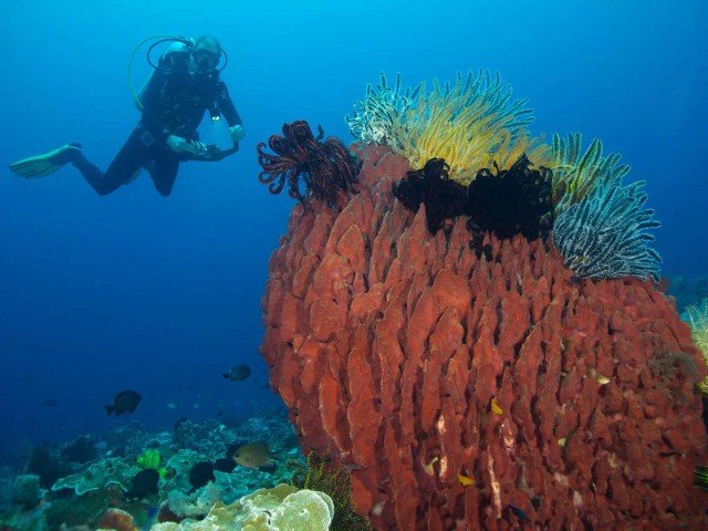 Boende & dykning - Halmahera - 8