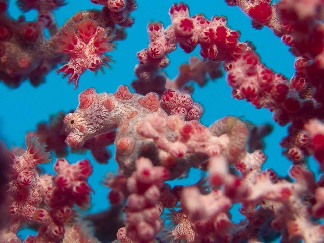 Boende & dykning - Halmahera - 9