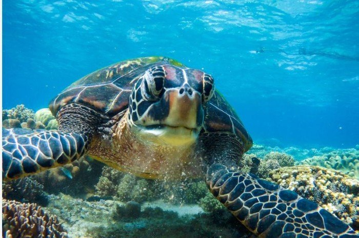 Silver Reef Dive Resort - Dauin - 10